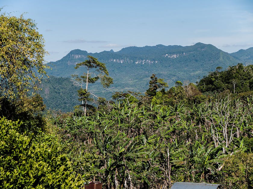 Central American Atlantic Moist Forests One Earth